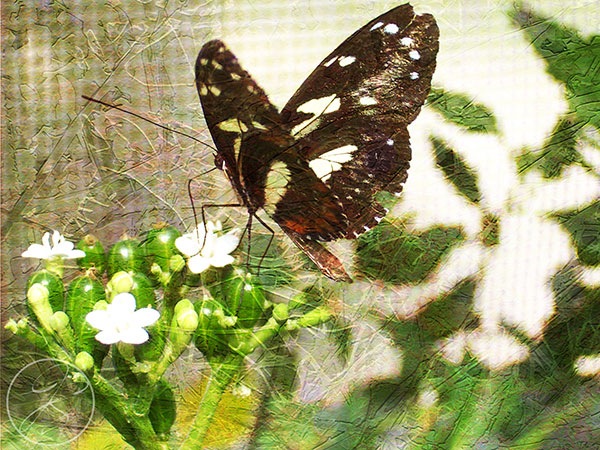 [Butterfly5.jpg]