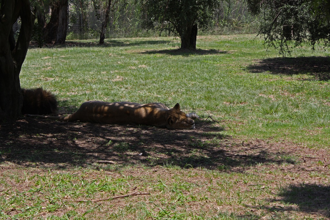 [Sleeping%2520Lioness%252C%2520Lion%2520Park%2520Johannesburg%255B3%255D.jpg]