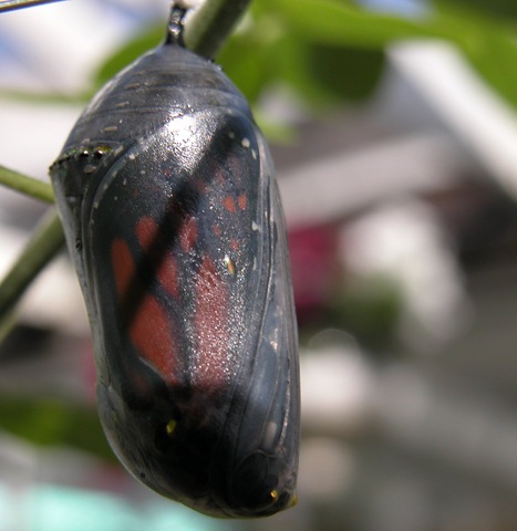 [chrysalis2%255B3%255D.jpg]