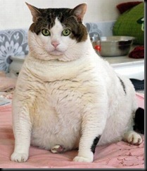 real-fat-cat