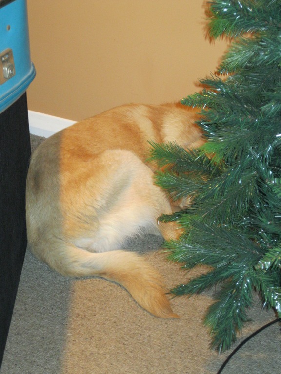 [xmas%2520tree%25202012%2520003%255B3%255D.jpg]