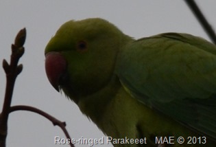 2013-11-24 Parakeet in the Garden 003