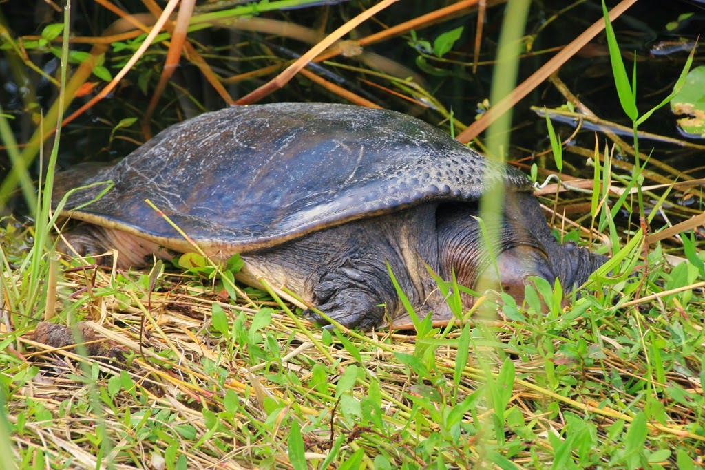 [Turtle-Everglades5.jpg]