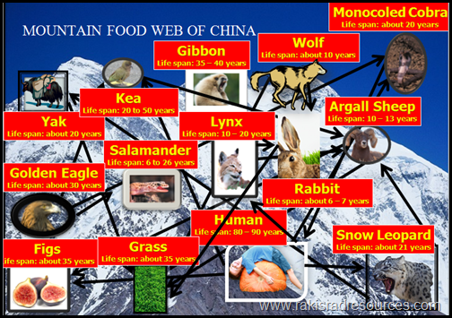 china food web