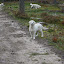 Blondi, Ansi och Tora längst fram.