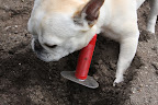 Now, I'll mix some compost in to give the tomatoes a boost of nutrients and to aerate the soil.