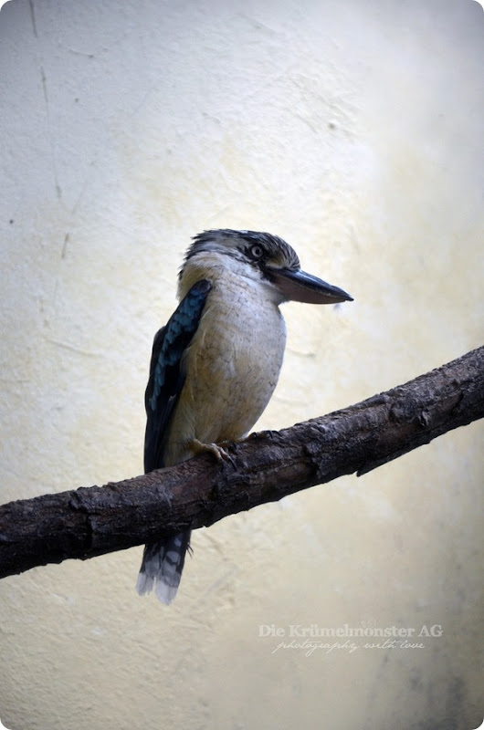 Zoo Frankfurt Blauflügelkookaburra 150813