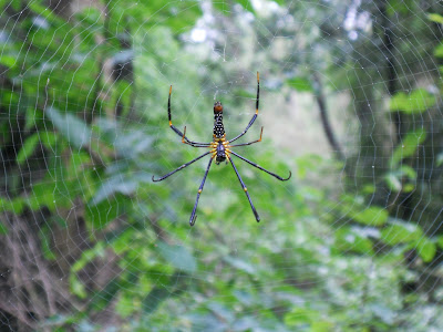Yes- there were lots of spiders in the jungle. This species can grow to the size of my hand and spin a web 1.5 meters wide
