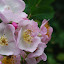 Qingdao - Badaguan - Roses parfumées