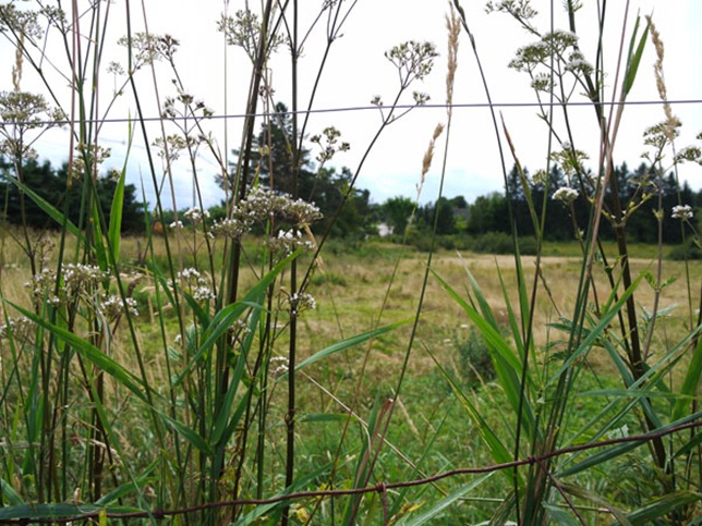 meadow_1