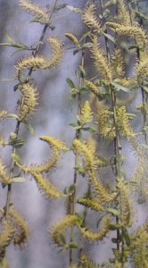 Franny, the weeping willow is in the Salix family and they form flowers, called catkins, which are produced in the early spring. Do you know what else produces catkins? Start driving! Photo credit: http://blog.alientimes.org Franny, the weeping willow is in the Salix family and they form flowers, called catkins, which are produced in the early spring. Do you know what else produces catkins? Start driving! Photo credit: http://blog.alientimes.org