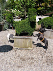 Wow - a dog topiary.  This is so cool.  Maybe we should start trimming some of Martha's boxwood to look like Frenchies.