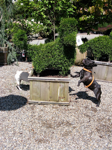 Wow - a dog topiary.  This is so cool.  Maybe we should start trimming some of Martha's boxwood to look like Frenchies.