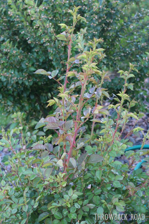 [rose-bush-0075.jpg]