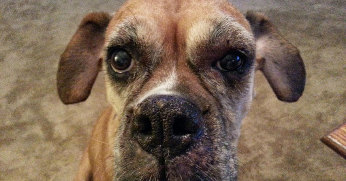 The Boxer Blog Boxer Swollen Eye