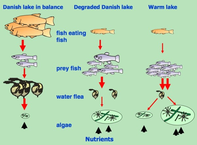 A diagram showing changes in the food web of a Danish lake degraded by nutrient loading and warming. Note the smaller fish sizes and increased amounts of algae in the degraded and warm lake examples. Graphic: E. Jeppesen