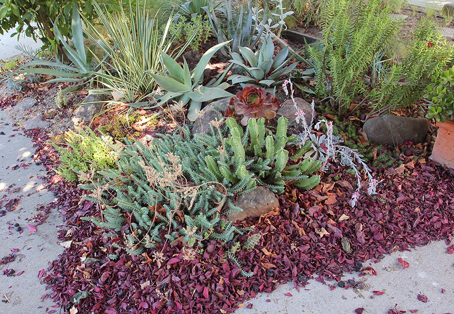 [110904_driveway_succ_bed_before2%255B3%255D.jpg]