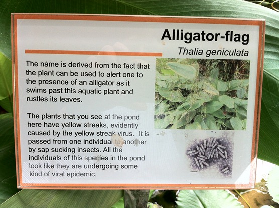[Alligator-Flag3.jpg]