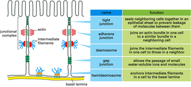 cell junctions summary