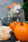 Oh goody!  Martha and Shaun must have picked all of these pumpkins and gourds from the pumpkin patch.  We just love this time of year!