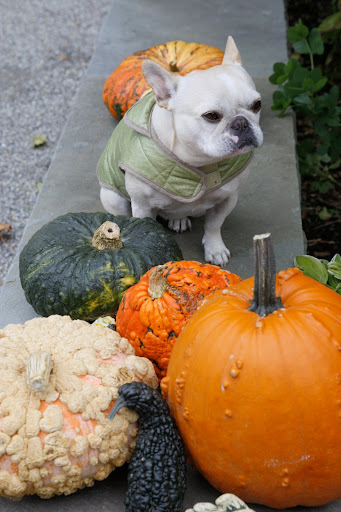 Oh goody!  Martha and Shaun must have picked all of these pumpkins and gourds from the pumpkin patch.  We just love this time of year!