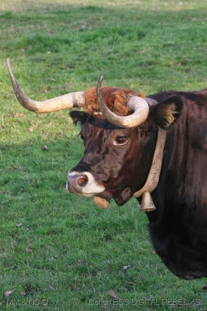 [%255B50%255D_Vacas%255B3%255D.jpg]