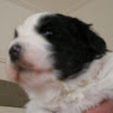 puppen anna 040.jpg