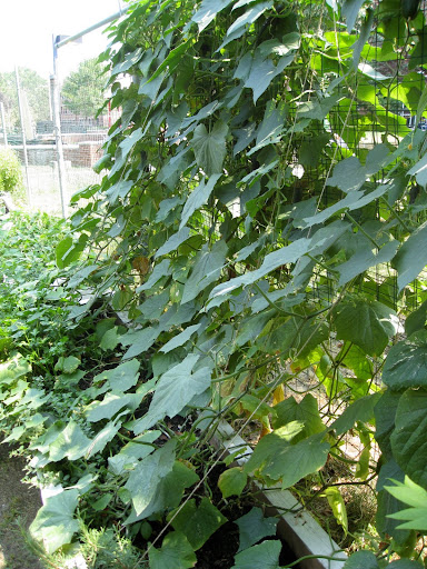 In Grace's vegetable garden, she grows cucumbers up the fence to save space. Smart! In Grace's vegetable garden, she grows cucumbers up the fence to save space. Smart!