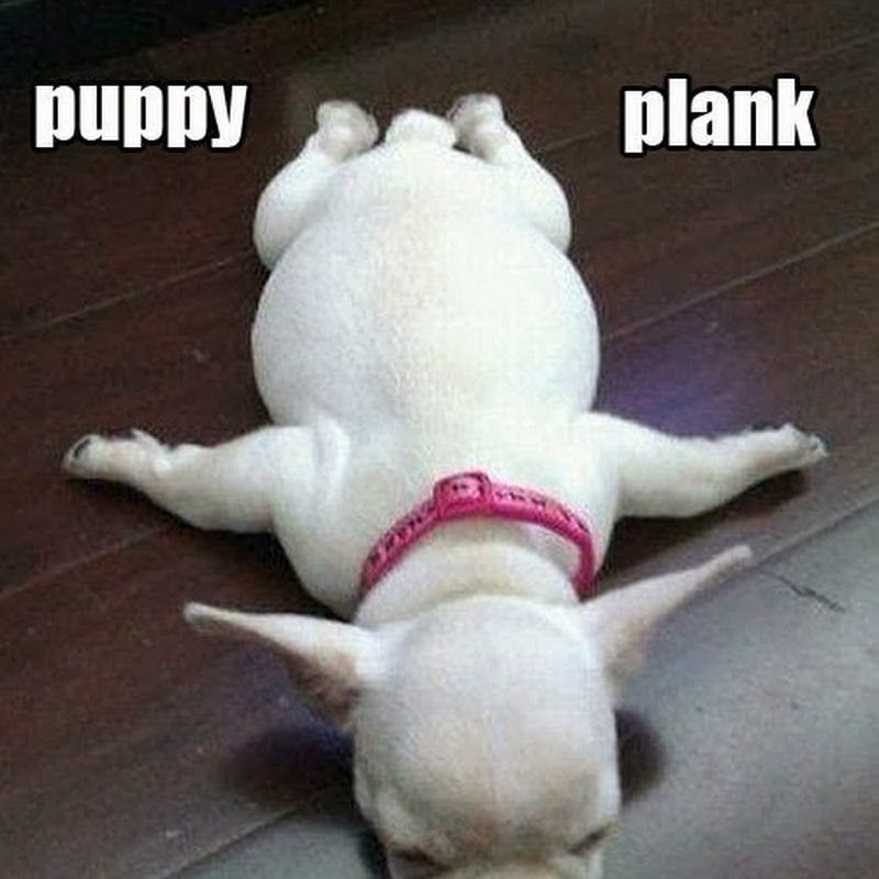 Anak Anjing Lagi Planking