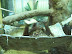 National Zoo in August