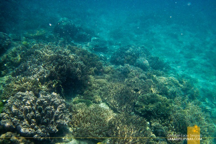 Coral Garded at Malapascua Island Hopping and Snorkeling