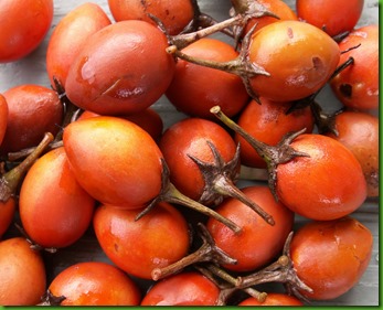 Mimupsos elengi - Spanish Cherry (d)