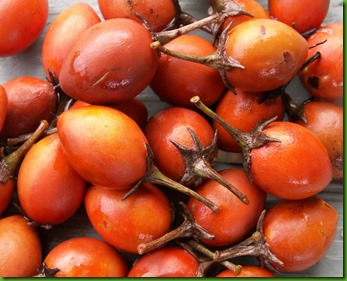 Mimupsos elengi - Spanish Cherry (d) Mimupsos elengi - Spanish Cherry (d)