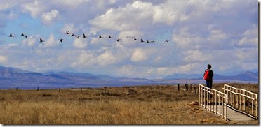 Sand Hill Cranes Wilcox AZ 032