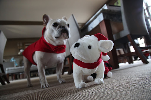 Perhaps you'd like to go outside and play?  There are plenty of squirrels to chase.