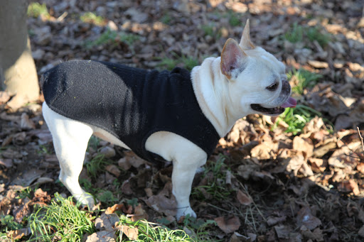 Franny, I'm beginning to feel like a foolish Frenchie.  I think we've been had by that squirrel.  I think he used that top hole as a back door and now, he's outta here!  Probably sitting in another tree laughing at us!