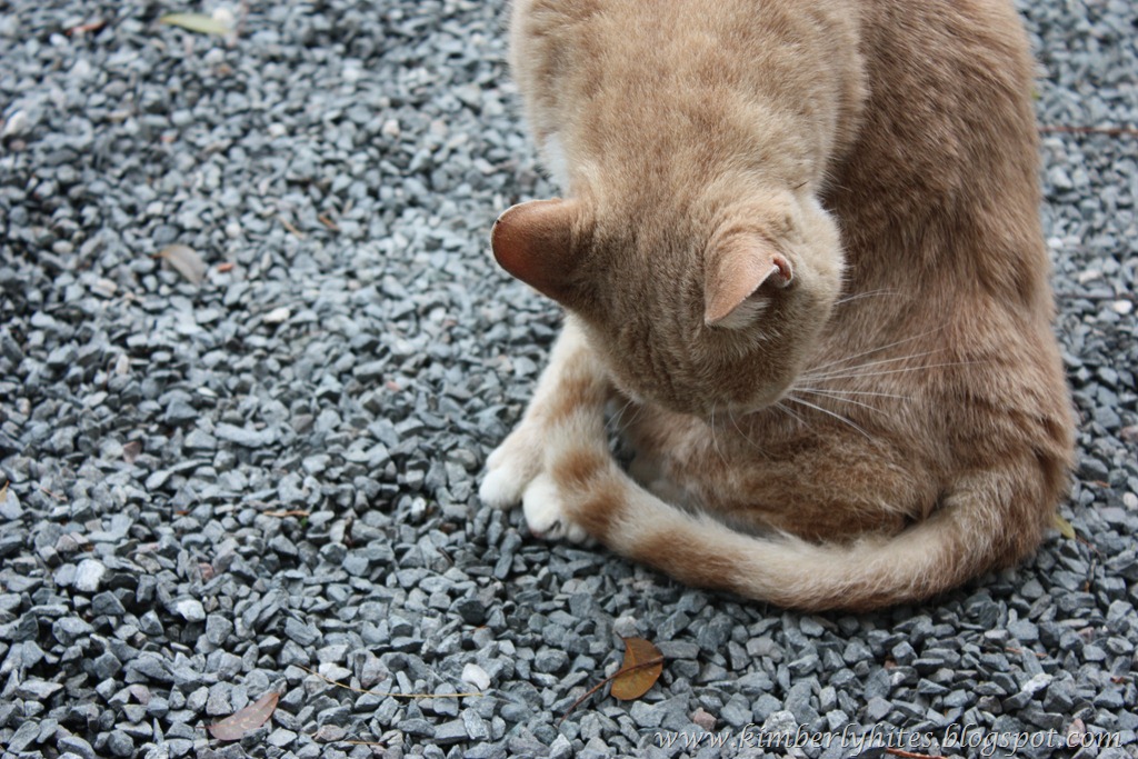 [IMG_3200%255B3%255D.jpg]