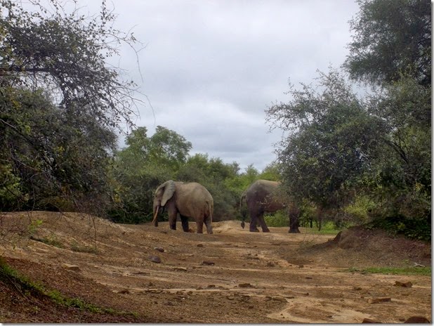 Elephants walking Mole National Park