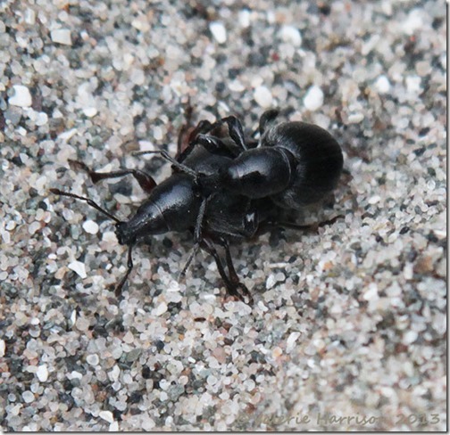 37-black-marram-weevil
