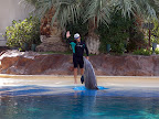 A dolphin and his trainer at the MGM Mirage.