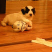 puppen 6 weken 004.jpg