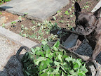 Thinning and Transplanting the Strawberries