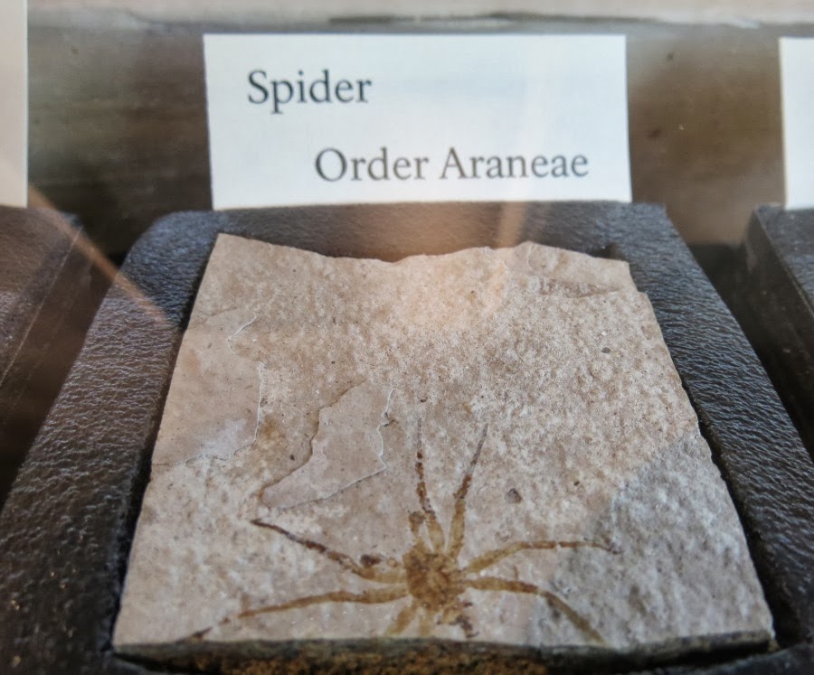[cos_florissant_fossil_bed_nm_spider3.jpg]
