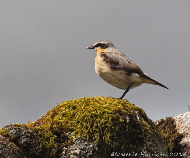 [15%2520Wheatear%255B2%255D.jpg]