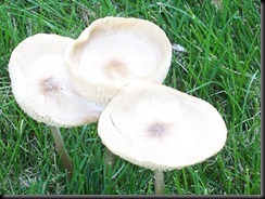 Mushroom Cups 7