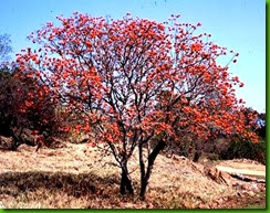 Erythrina lysistemon 1