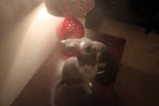 Kittens in the Mist