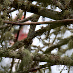 IMG_6038-001.jpg