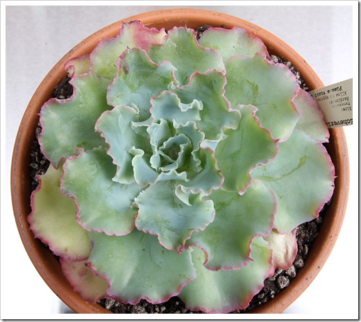 111003_Echeveria-Lady-Aquarius
