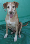 FONO. Macho 8 años. Muy amoroso, juguetón, tierno